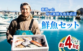 産地直送！ 海陽町より旬の魚をお届け！ 鮮魚セット 中セット 約４kg  詰め合わせ