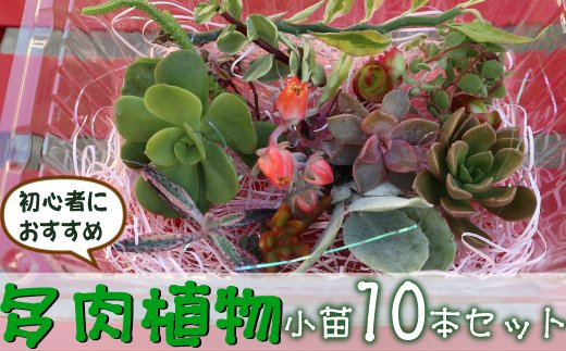 ｓｈ０１０ 初心者におすすめ 多肉植物の小苗１０本セット １０種類アソート クチコミで探すならふるさと納税ニッポン