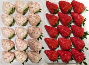 115-2　高級紅白セット　白いちご「Sweet milk berry」　赤いちご「紅ほっぺ」　白×1パック　赤×1パック