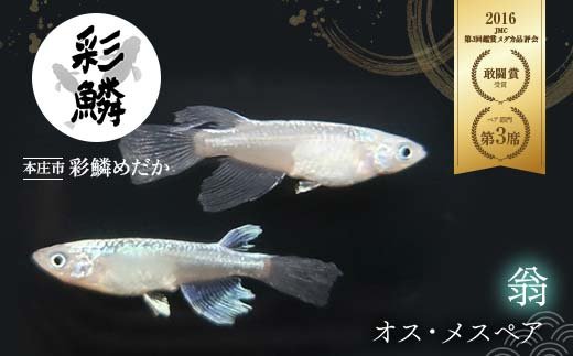 当店作出品種》 彩鱗めだか ＜翁＞ めだか メダカ 飼育 ペット 鑑賞 魚 動物 生き物 関東 F5K-080 |  クチコミで探すならふるさと納税ニッポン！