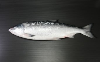 【先行予約】鮭 最高級天然時鮭1本物 ※着日指定不可（2024年6月以降発送予定） ABX041