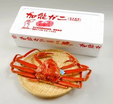 【配達日指定不可】加能ガニ（雄ズワイガニ、浜茹で）（中）【R6.1月下旬以降順次発送】