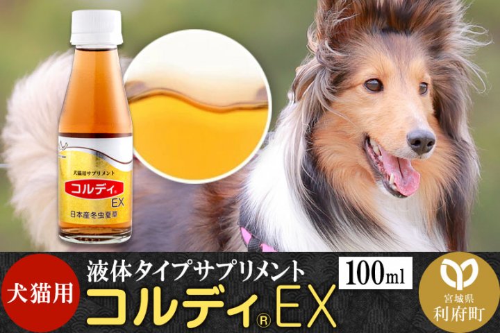 楽天市場】＼楽天お買い物マラソン 最大777円OFFクーポン！／犬