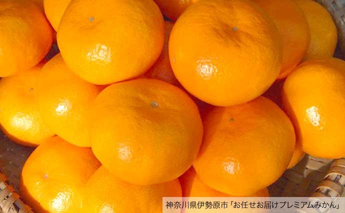 みかん・柑橘類のふるさと納税をクチコミで探すならふるさと納税ニッポン！